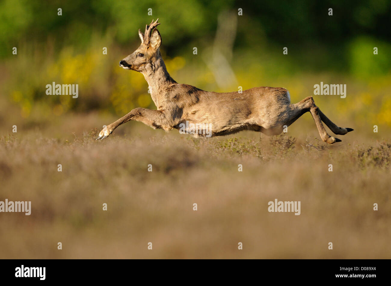 Western-Reh (Capreolus Capreolus) Männchen läuft durch Heidekraut, Holland, Mai Stockfoto