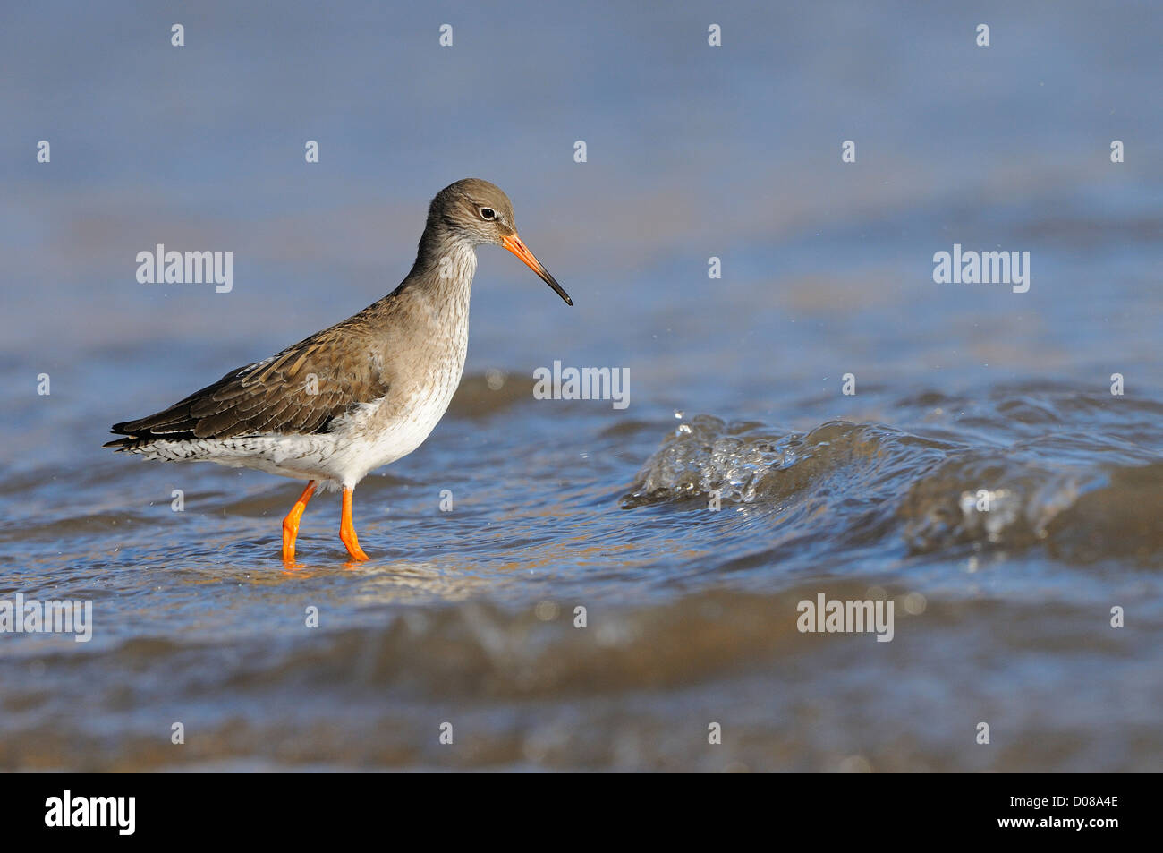 Rotschenkel (Tringa Totanus) laufen im flachen Meerwasser, Yorkshire, England, Februar Stockfoto