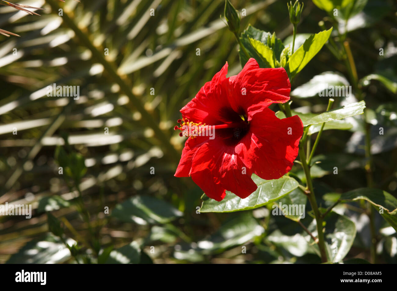 Red Hibiscus flower Stockfoto