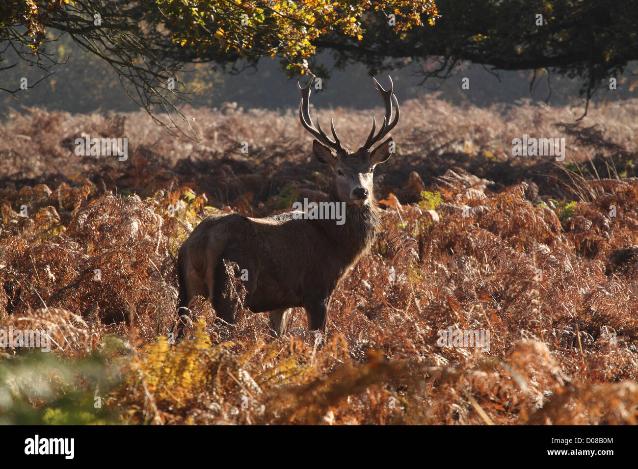 Wild Hirsch Reh im Park Stockfoto