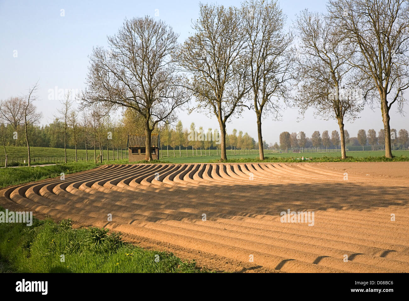 Ackerlandparzelle mit gepflanzt nur Kartoffeln, Dordrecht, Niederlande Stockfoto