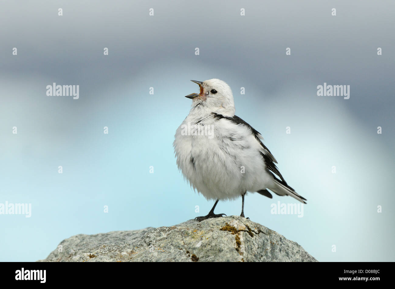 Snow Bunting (Plectrophenax Nivalis) Männchen im Sommer Zucht Gefieder, thront auf Felsen Gesang, Island, Juni Stockfoto