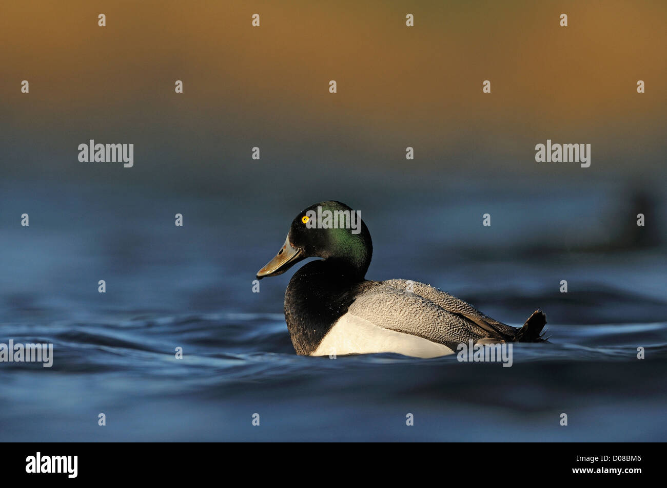 Scaup (Aythya Marila) männliche Ente schwimmen, Island, Juni Stockfoto