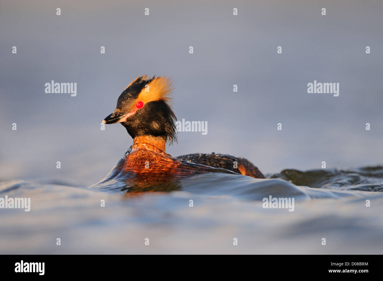 Slawonische oder Ohrentaucher (Podiceps Auritus) schwimmen, im Sommer Zucht Gefieder, Island, Juni Stockfoto