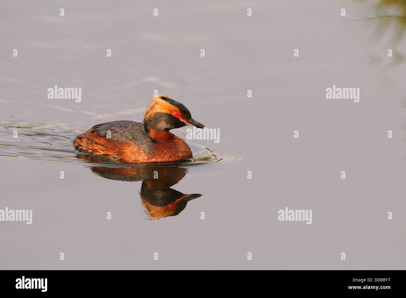Slawonische oder Ohrentaucher (Podiceps Auritus) schwimmen, im Sommer Zucht Gefieder, Island, Juni Stockfoto
