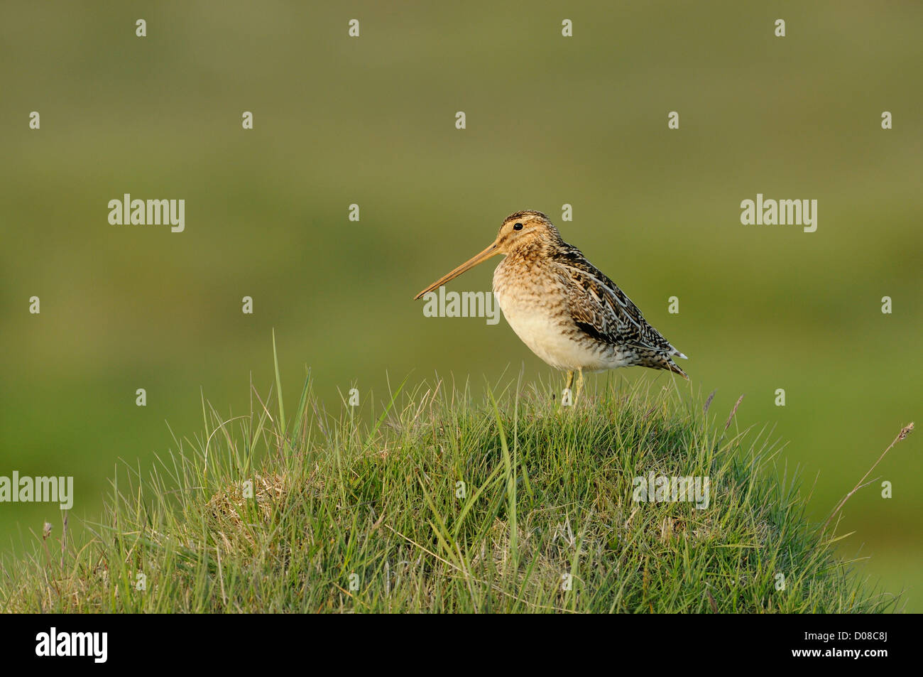 Bekassine (Gallinago Gallinago) stehend auf grasbewachsenen Hügel, Island, Juni Stockfoto