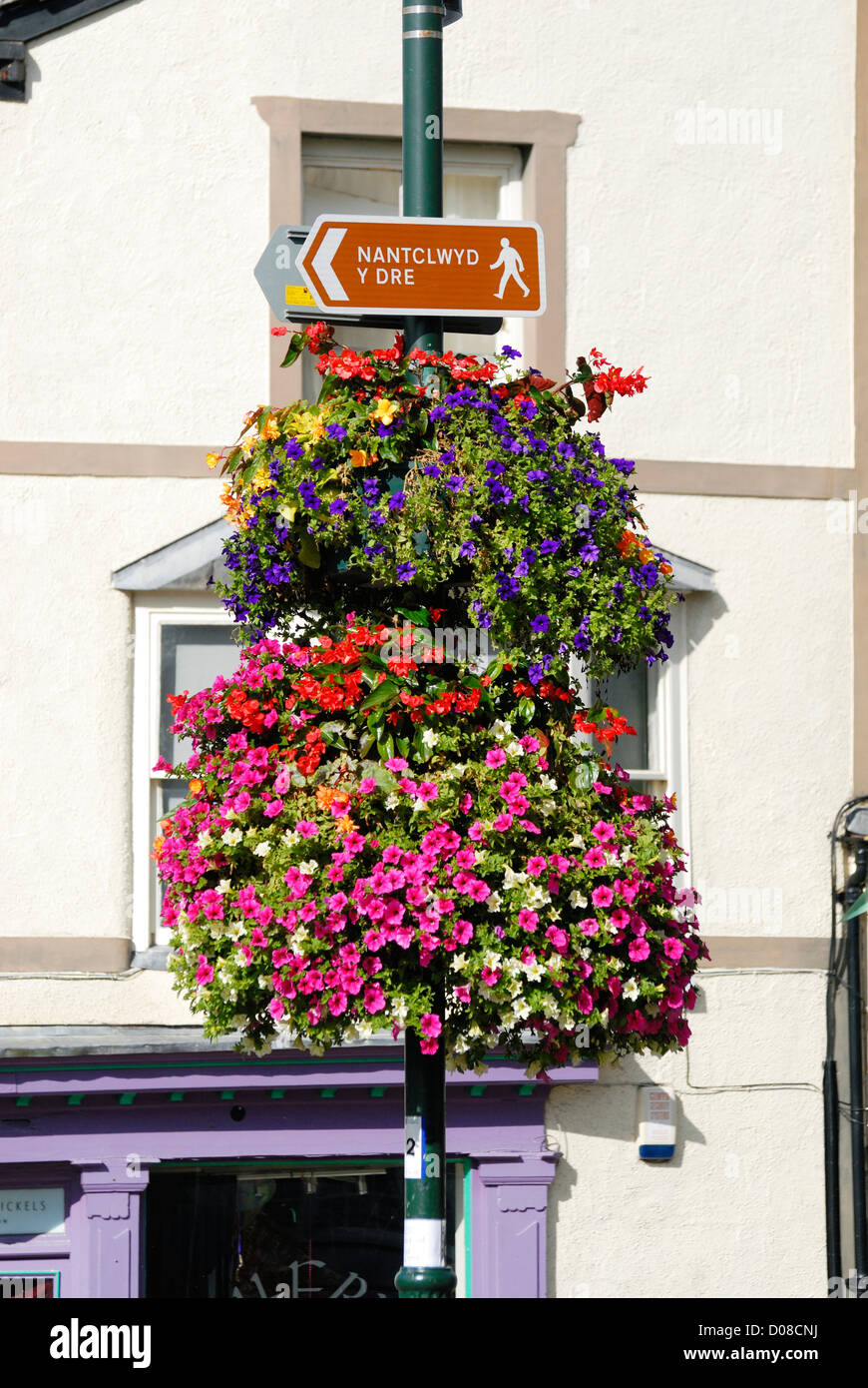 Hängenden Korb mit Blumen in der historischen Stadt Ruthin, Nordwales. Stockfoto