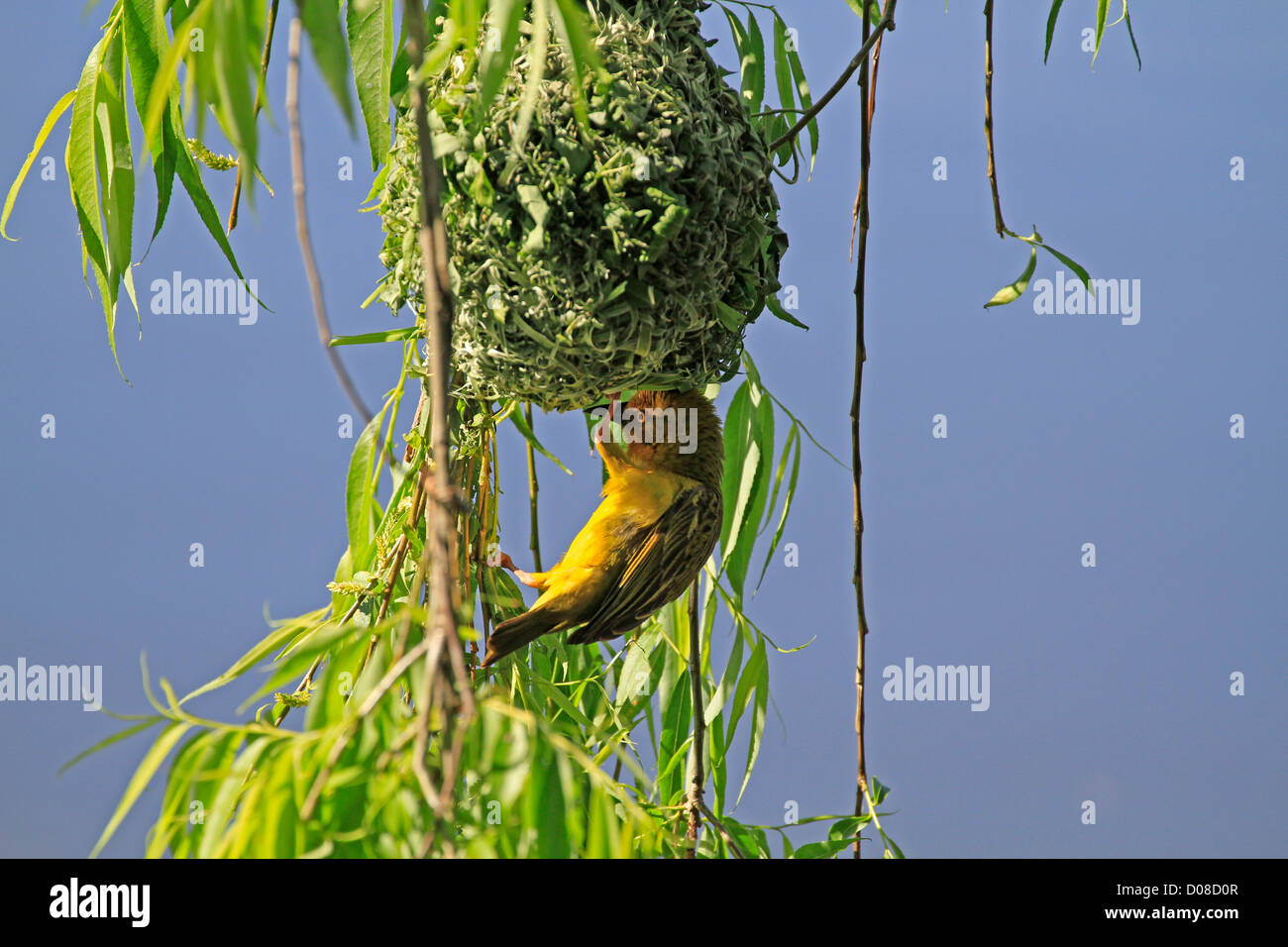 Ein männlicher Cape Weber (Ploceus Capensis) versucht, ein Weibchen zu seinem neu anzulocken Nest gebaut. Stockfoto