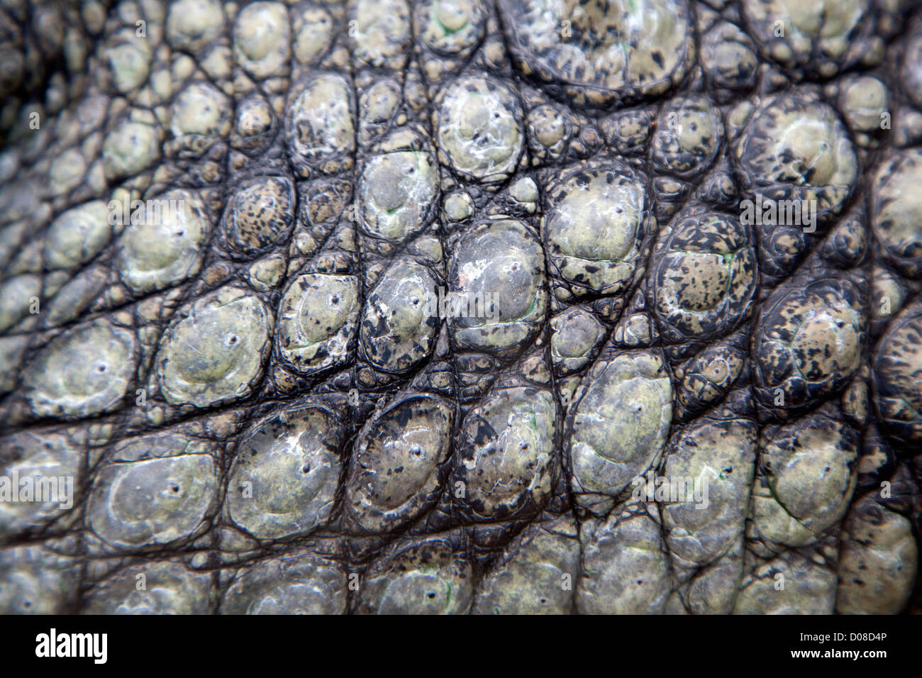 Muster der Skalen auf einem Krokodil, Blijdorp Zoo Rotterdam, Niederlande Stockfoto