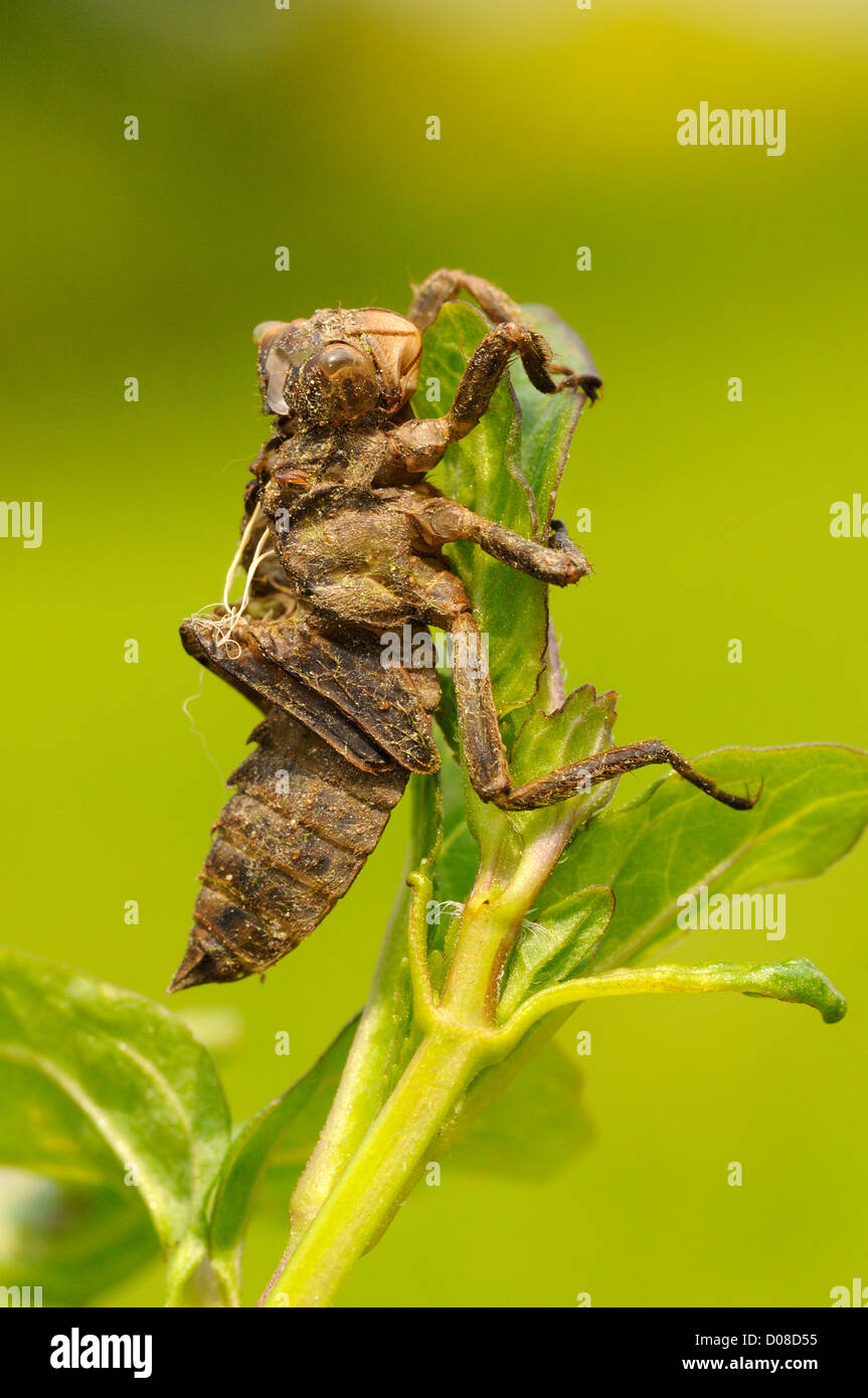 Breit-bodied Chaser Libelle (Libellula Depressa) leeren Larven Fall oder Exuviae klammerte sich an Wasserpflanzen, Oxfordshire, DEU Stockfoto
