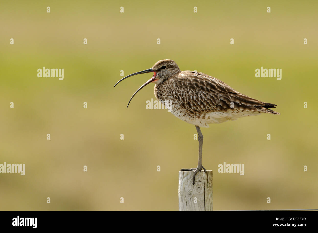 Regenbrachvogel (Numenius Phaeopus) Erwachsenen gehockt Zaunpfahl, mit der Aufforderung, Island, Juni Stockfoto