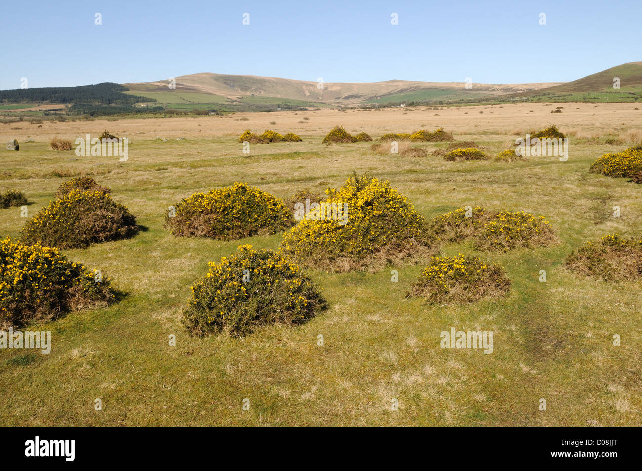 Topiarised Ginster, die geprägt wird von Schafen Preseli Hills Pembrokeshire Wales Cmru UK GB gestreift Stockfoto
