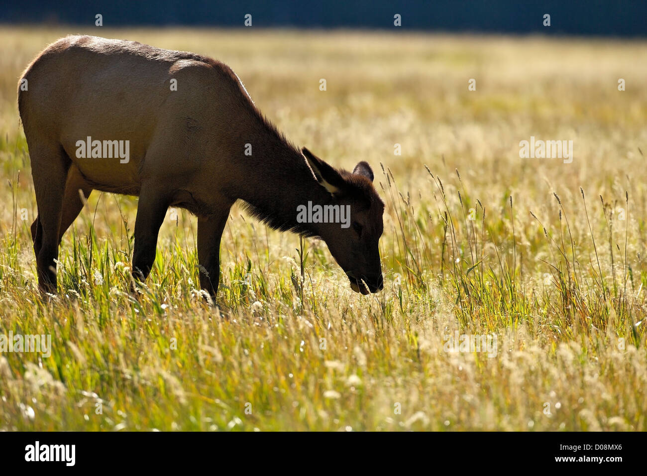 Weibliche Elche oder Wapiti Cervus Canadensis, Madison River Valley in der Nähe von Madison, Yellowstone-Nationalpark, Wyoming, USA Stockfoto