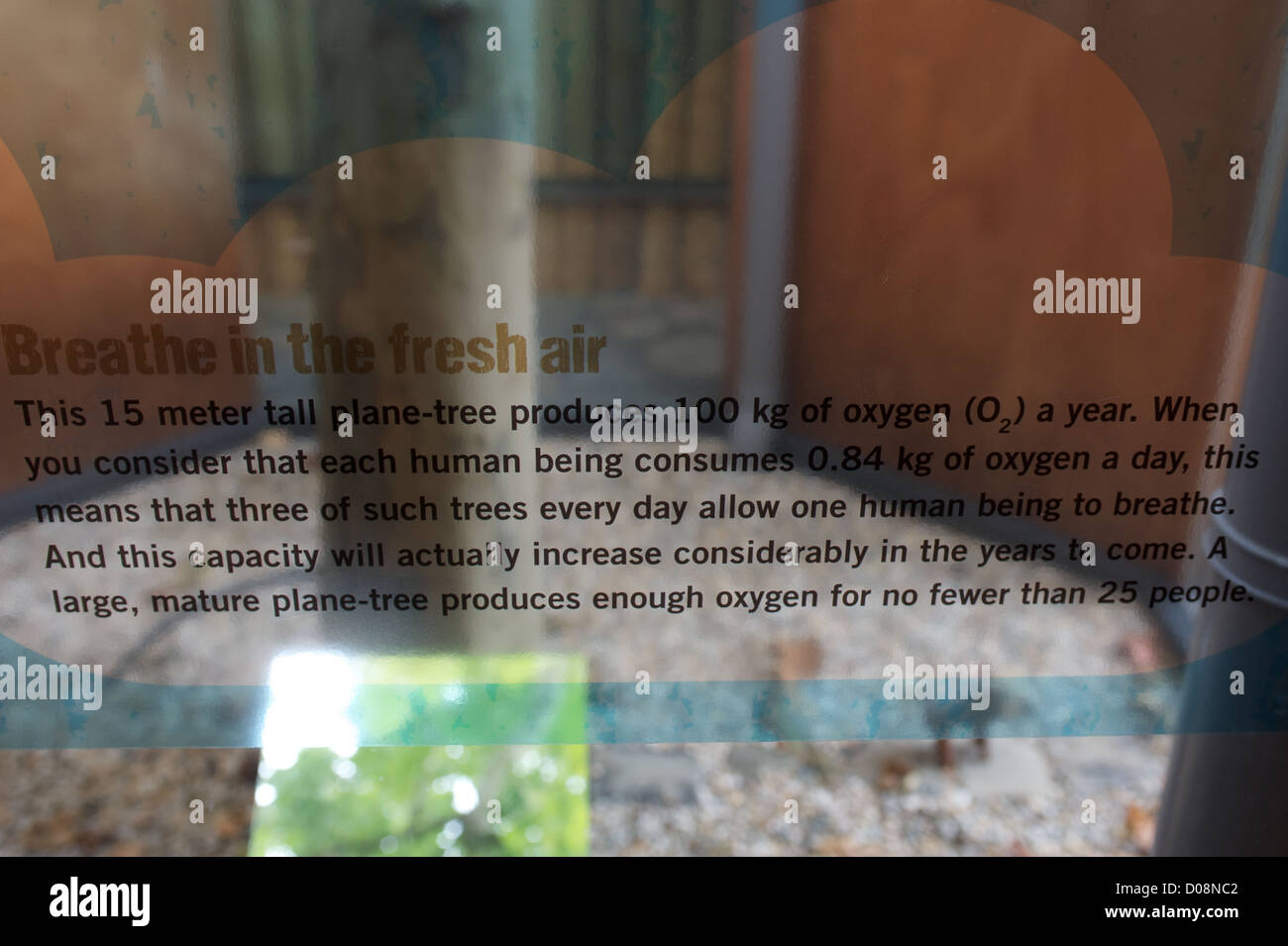 Platane mit Informationen Stockfoto