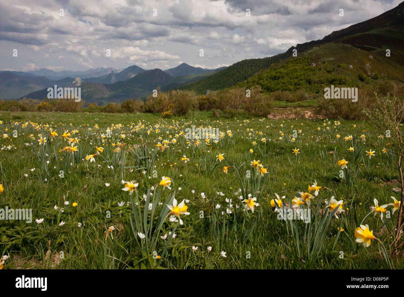 Wilde Narzissen (Narcissus Pseudonarcissus SSP Nobilis), San Glorio pass (Puerto de San Glorio) auf 1600m, Picos de Europa, Spanien Stockfoto