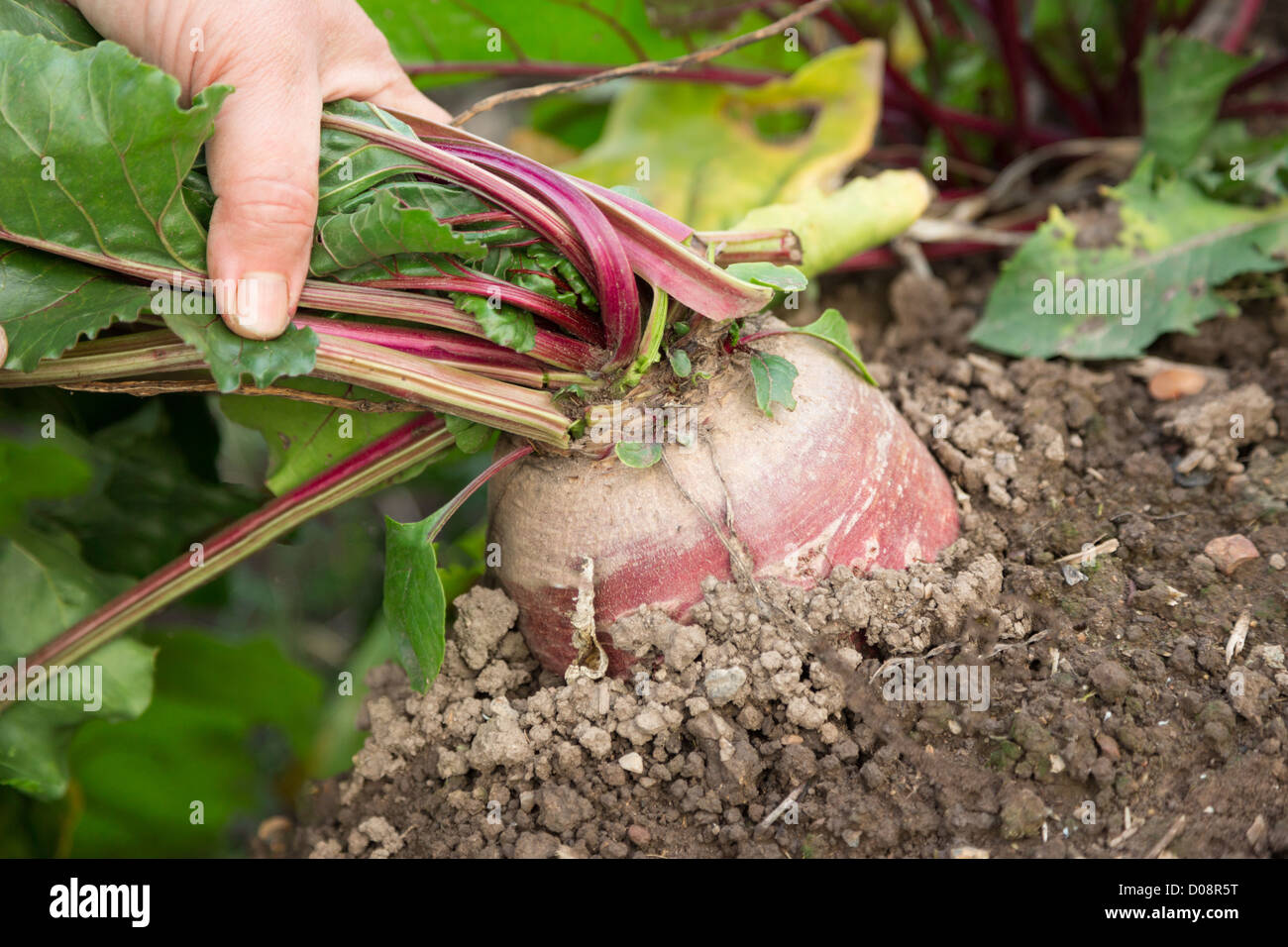 Hand ziehen junge rote Bete Stockfoto