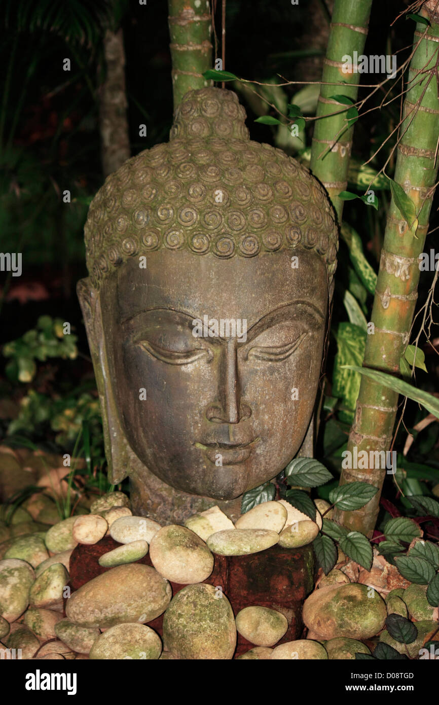 Eine Statue zeigt den Kopf des Buddha, der Gründer der Religion Buddhismus Stockfoto