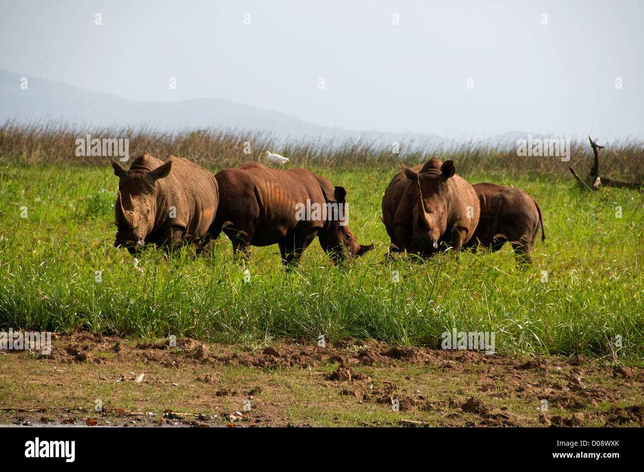 Rhino finden sich oft in der Nähe des Lake Jozini Küste im gesamten Phongolo Game Reserve in KwaZulu Natal, Südafrika. Stockfoto