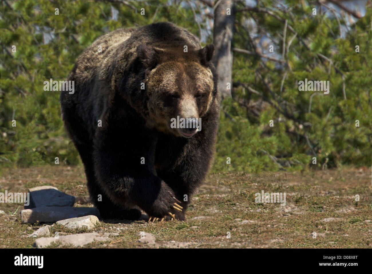 Grizzly Bär, Ursus Arctos Horribilis, Grizzly and Wolf Discovery Center in West Yellowstone, Montana, USA Stockfoto