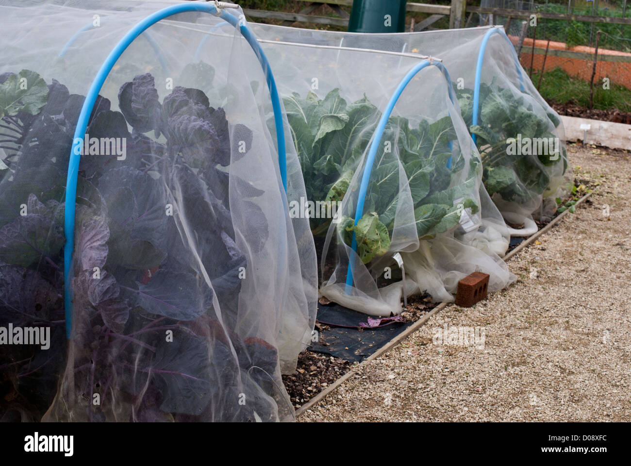 Garten-Vlies als Frostschutz auf einer Zuteilung Stockfoto