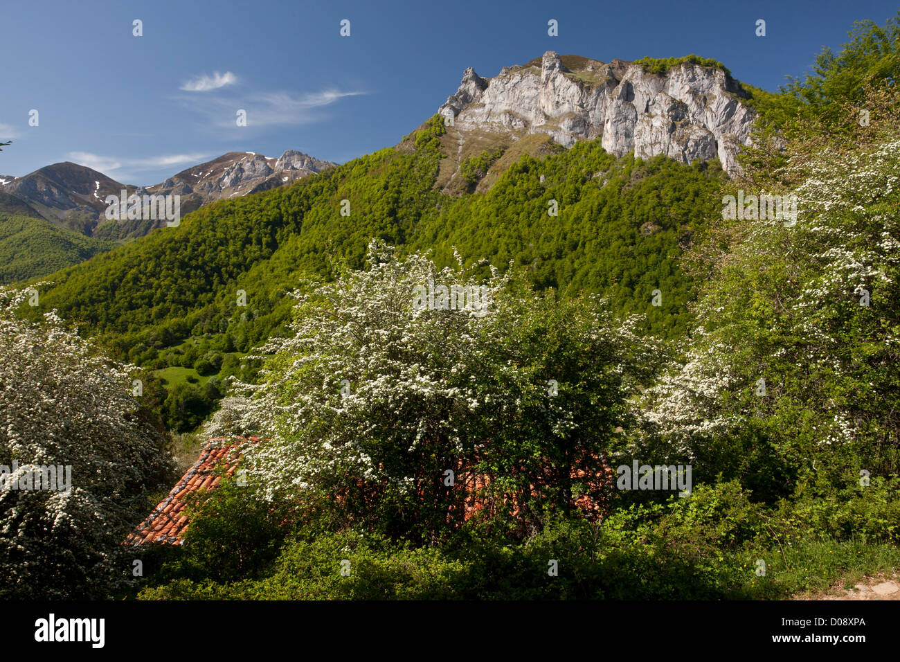 Typischen Landschaft mit Weißdorn und Scheunen an El Pedroso, Picos de Europa, Spanien. Stockfoto