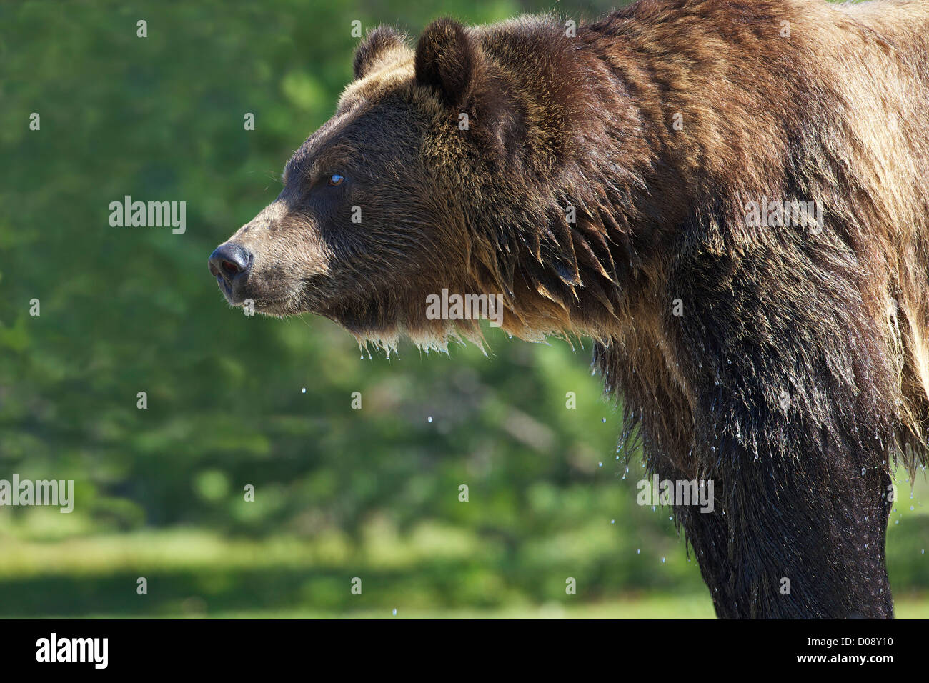 Grizzly Bär, Ursus Arctos Horribilis, Grizzly and Wolf Discovery Center in West Yellowstone, Montana, USA Stockfoto