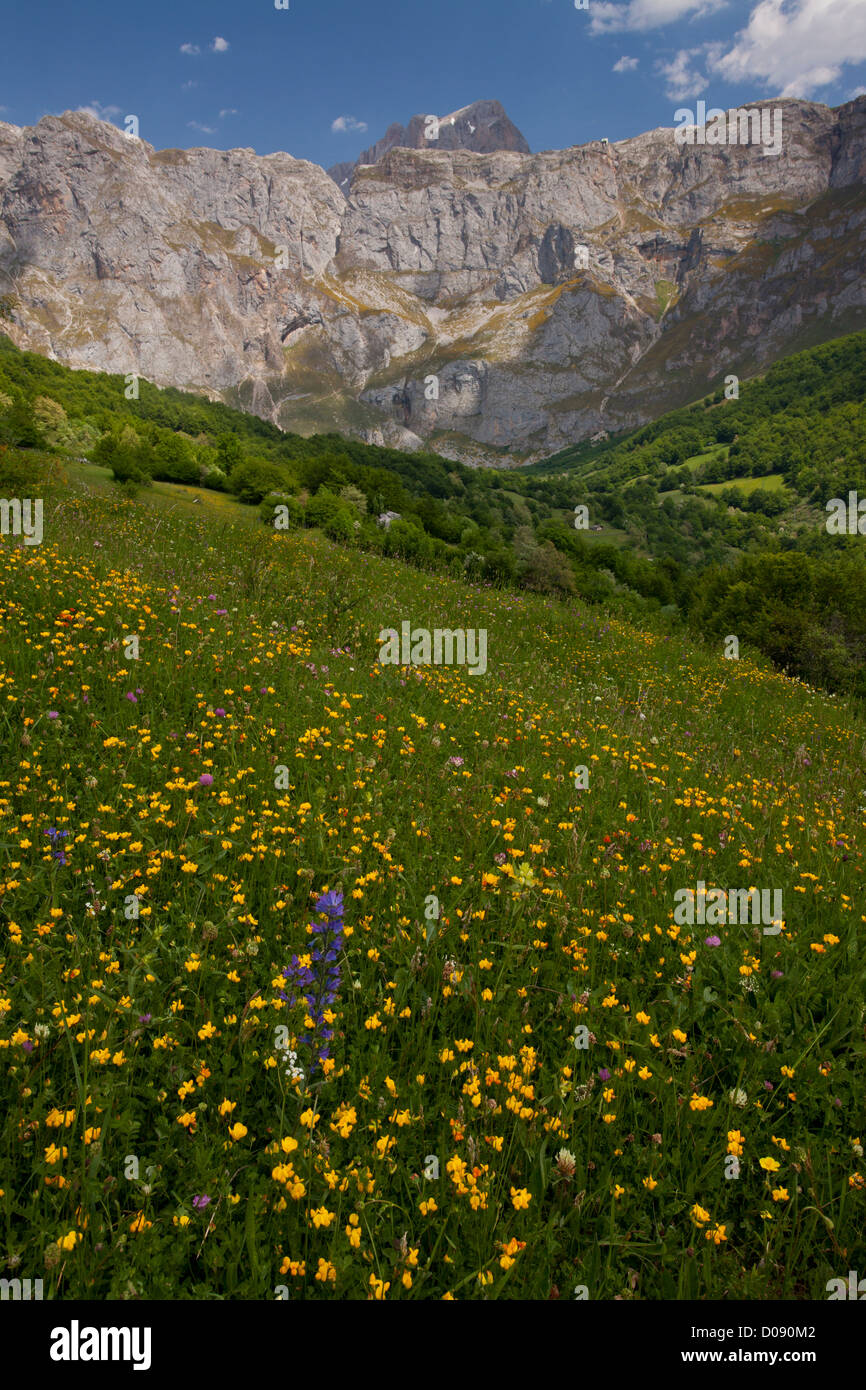 Blühenden Almen in Fuente De in Kalkberge der Picos de Europa, Spanien, Europa Stockfoto