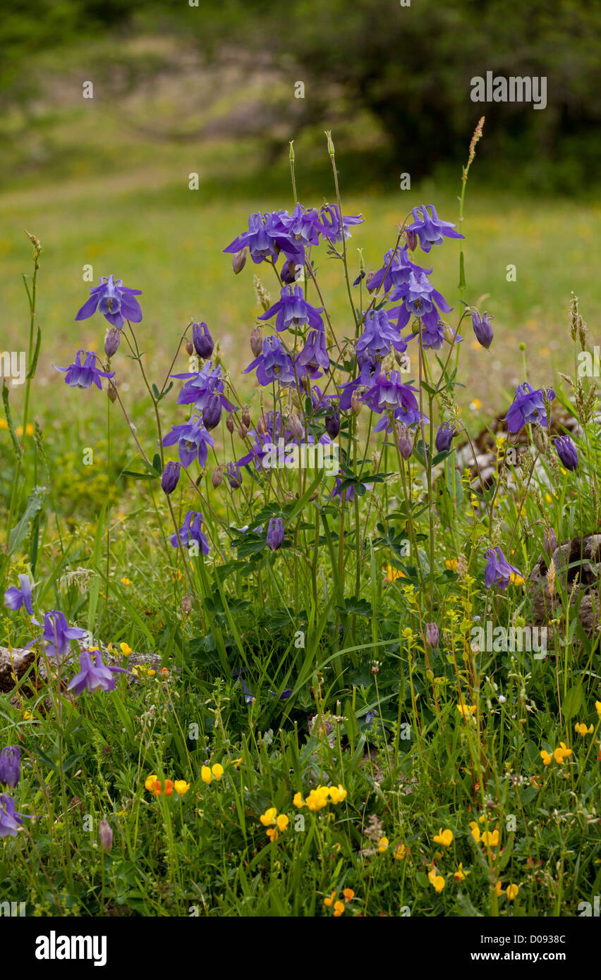 Gemeinsamen Akelei (Aquilegia Vulgaris) Picos de Europa, Spanien, Europa Stockfoto