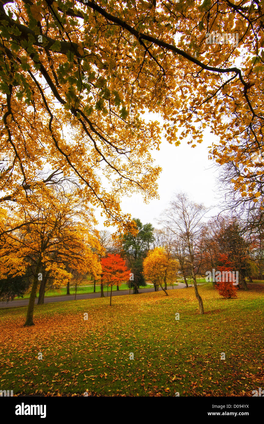 Bäume im Herbst Stockfotografie Alamy