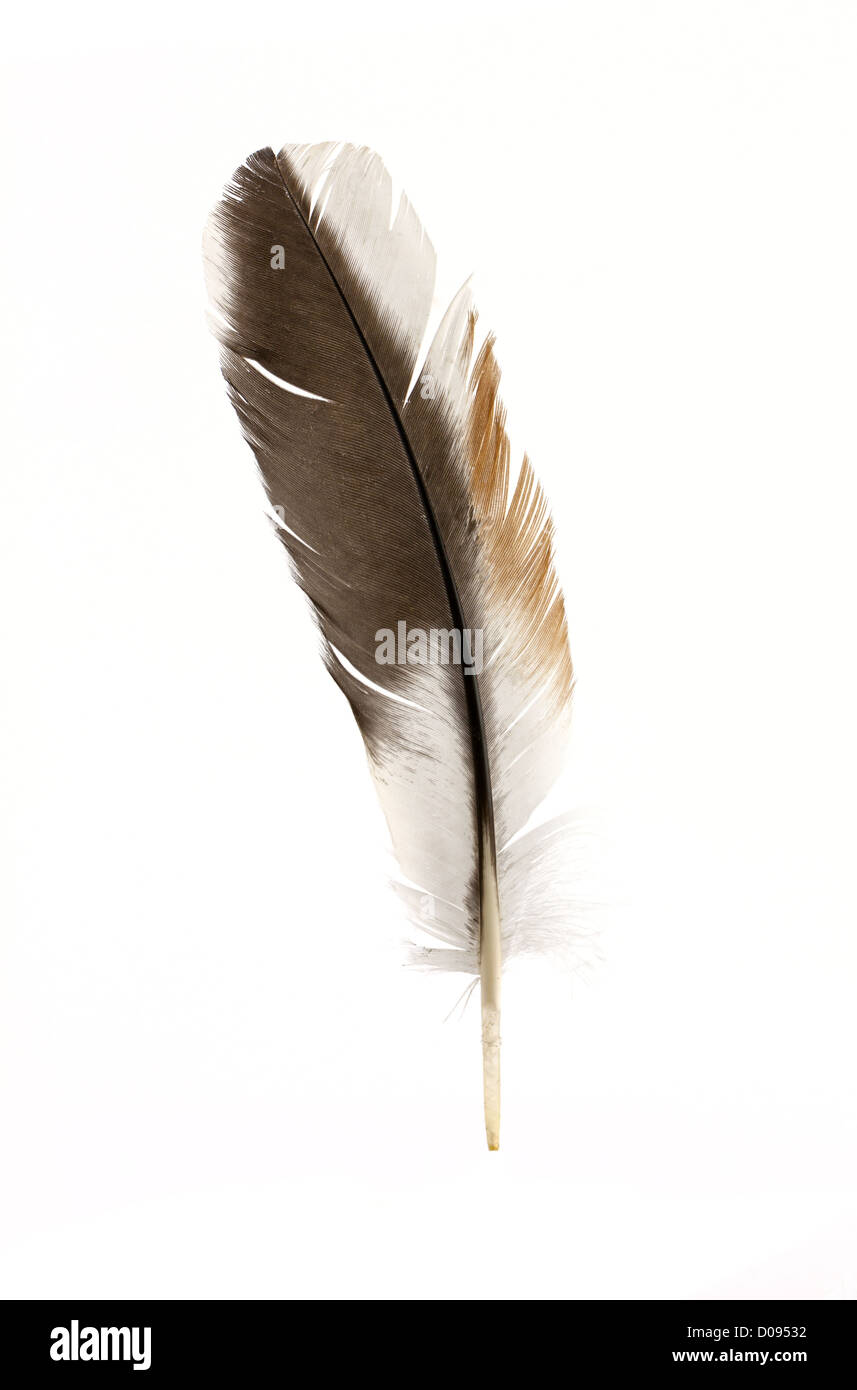Schwarze Feder isoliert auf weißem Hintergrund Stockfoto