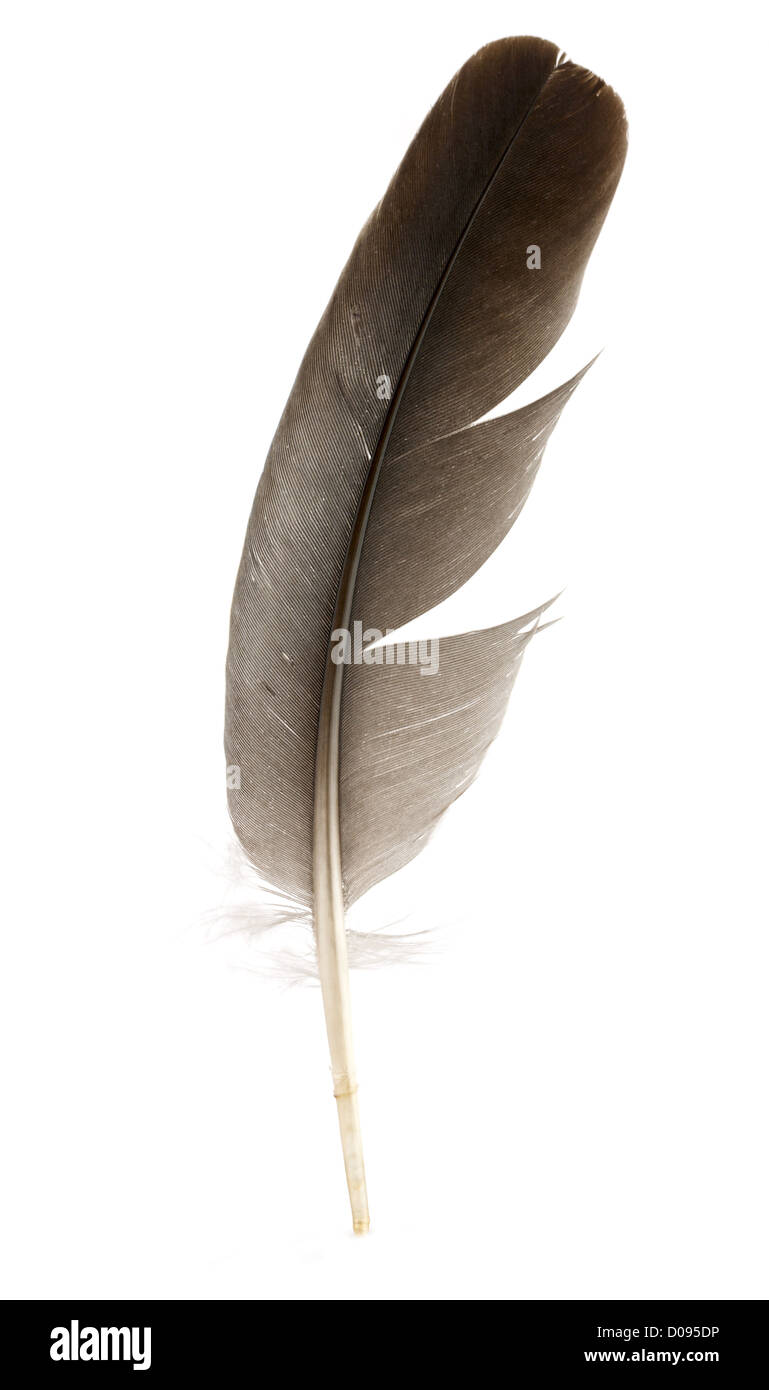 Schwarze Feder isoliert auf weißem Hintergrund Stockfoto