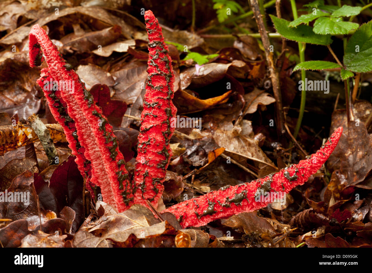 Oktopus Stinkmorchel (Clathrus Archeri) close-up. Pilz, eingeführt aus Australien, eingebürgert in Europa Stockfoto