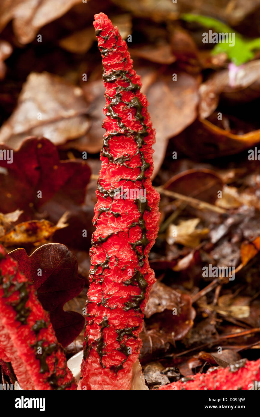 Oktopus Stinkmorchel (Clathrus Archeri) close-up. Pilz, eingeführt aus Australien, eingebürgert in Europa Stockfoto