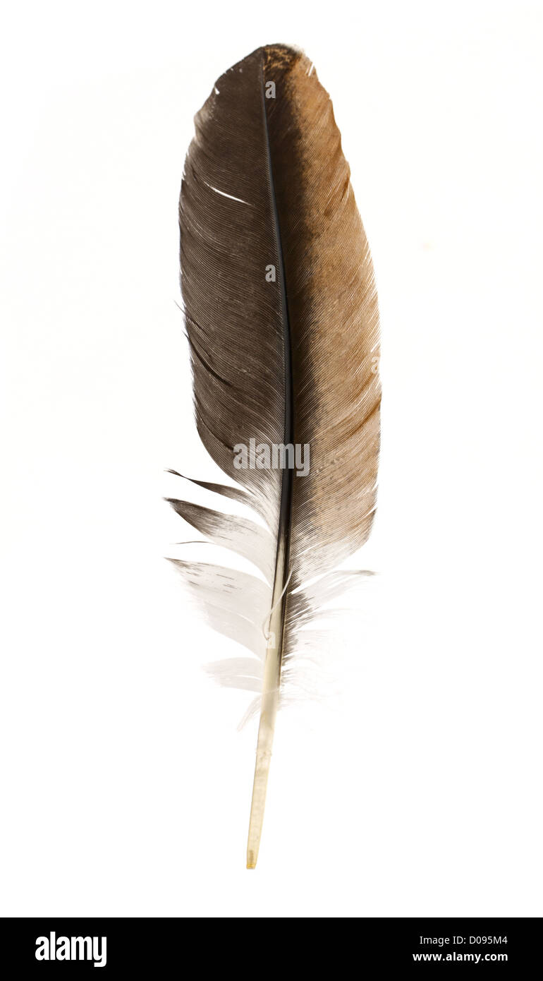 Schwarze Feder isoliert auf weißem Hintergrund Stockfoto