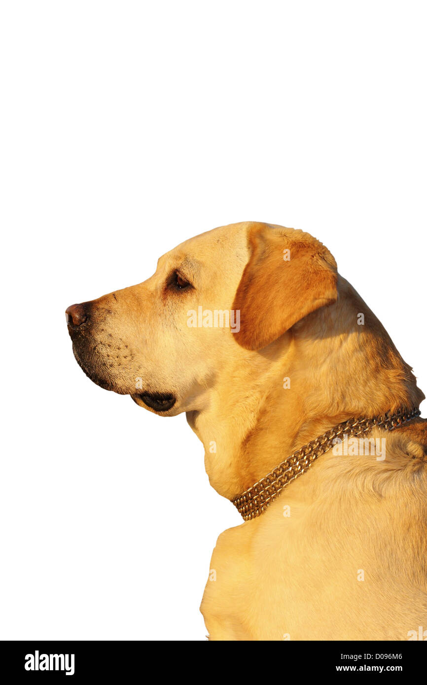 schöner Hund Portrait (golden Retriever) auf weißem Hintergrund Stockfoto