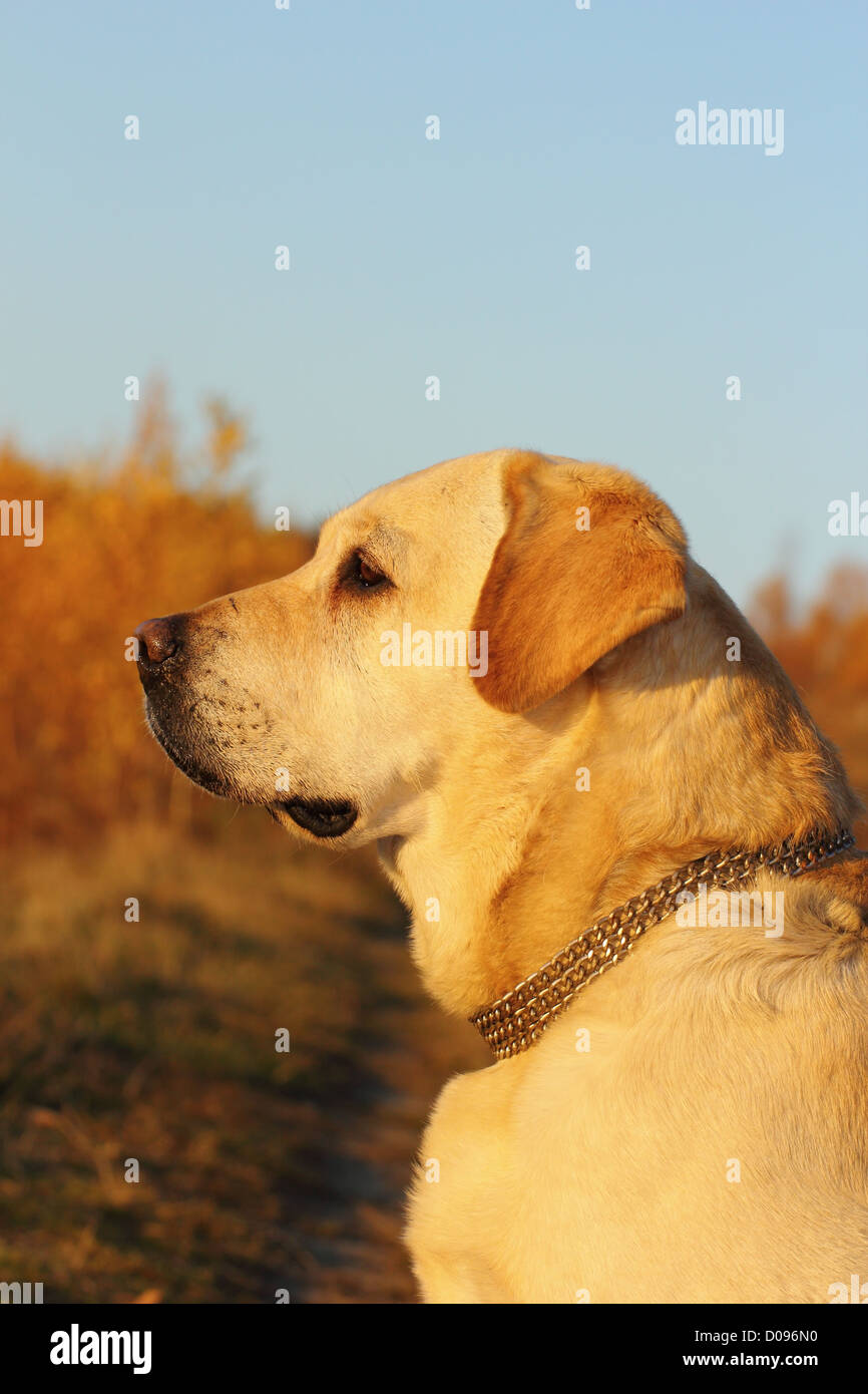 schöner Hund-Porträt in der Abenddämmerung im Wald Stockfoto