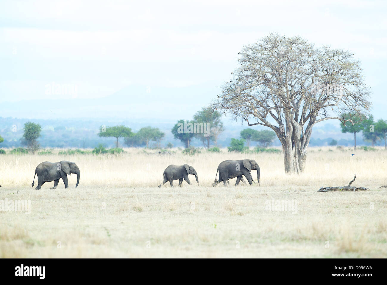Afrikanischer Elefant Loxodonta Africana Spaziergang durch Trockenrasen Mikumi Wildreservat. Südlichen Tansania. Afrika Stockfoto