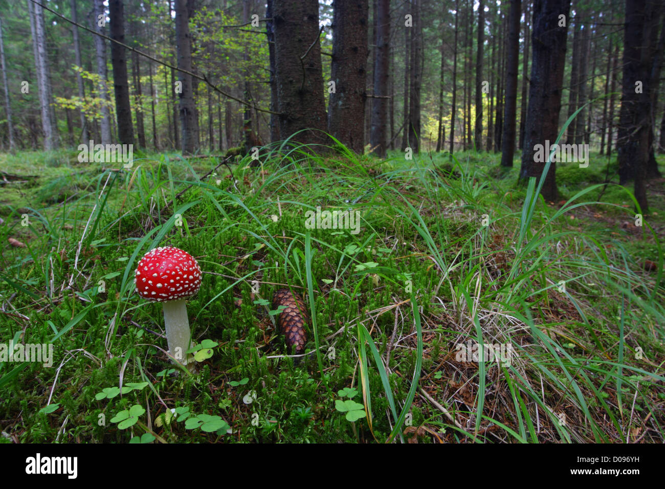 Fliegenpilz (Amanita Muscaria) Pilze in Tanne Lebensraum Wald. Estland, Europa Stockfoto