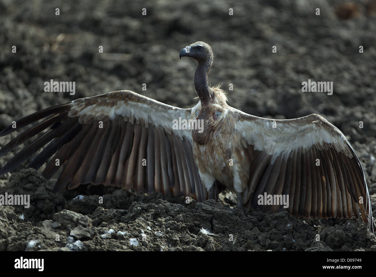 Geier flügel -Fotos und -Bildmaterial in hoher Auflösung – Alamy