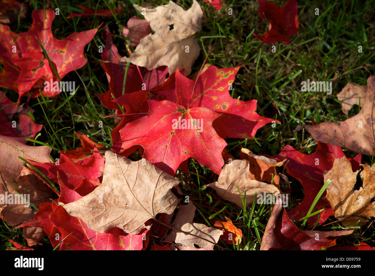 Cheshire, Connecticut am 17. Oktober 2012. Stockfoto