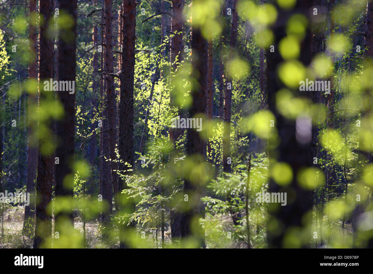 Frühling im Wald grün. Europa, Estland Stockfoto