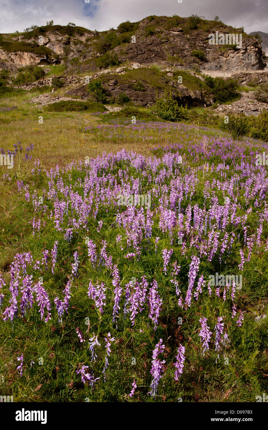 Fein-leaved Wicke (Vicia Tenuifolia) in den maritimen Alpen, Frankreich Stockfoto