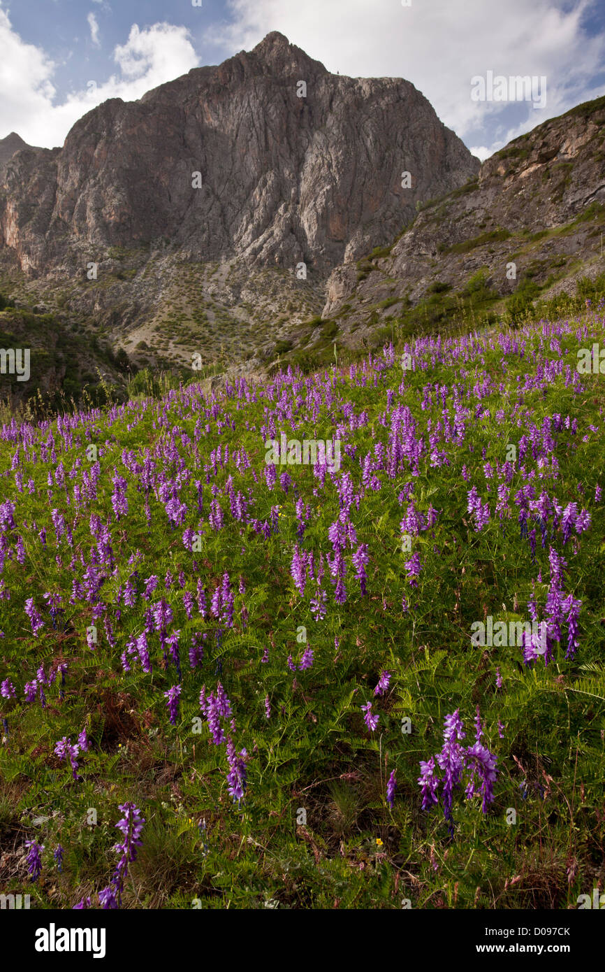 Fein-leaved Wicke (Vicia Tenuifolia) in den maritimen Alpen, Frankreich Stockfoto