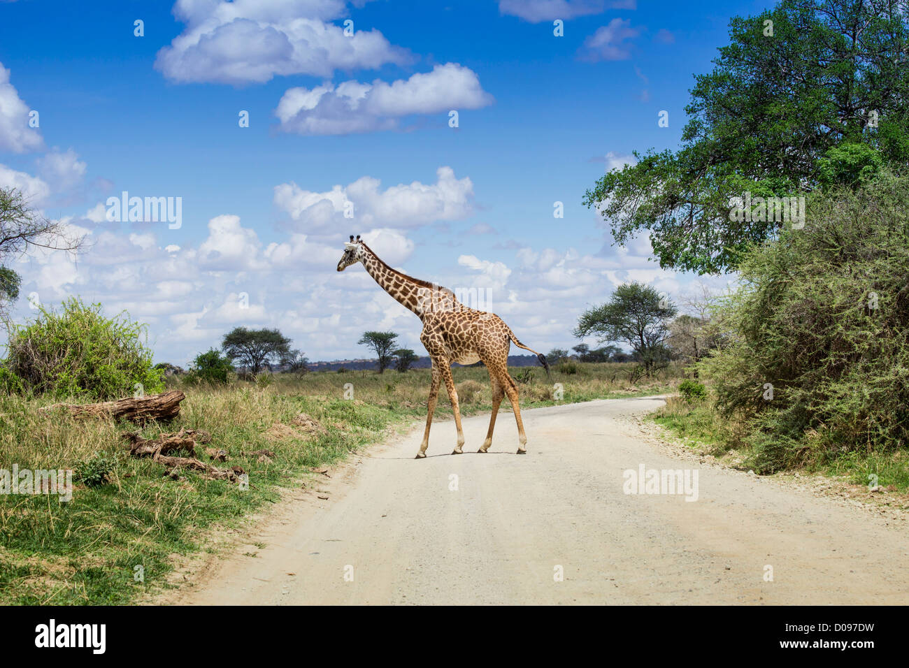 Giraffe im Tarangire Nationalpark, Tansania, Afrika Stockfoto