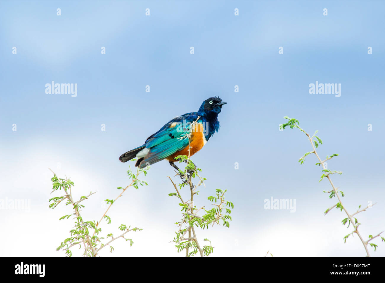 Superb Starling (Glanzstare Superbus), Tarangire Nationalpark, Tansania, Afrika Stockfoto