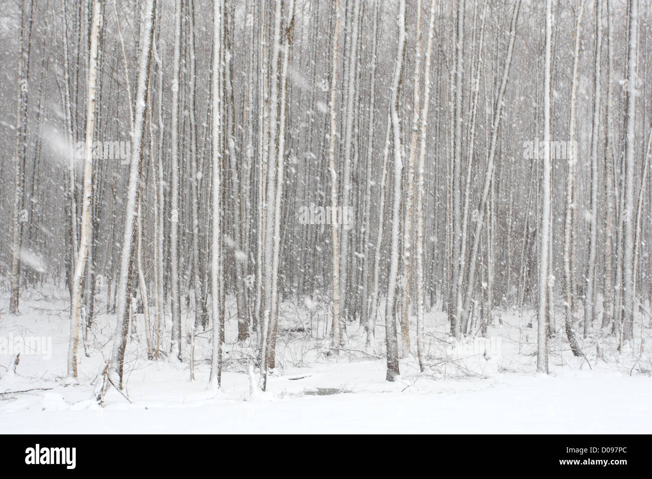 Schneefall in den Wald. Europa, Estland Stockfoto