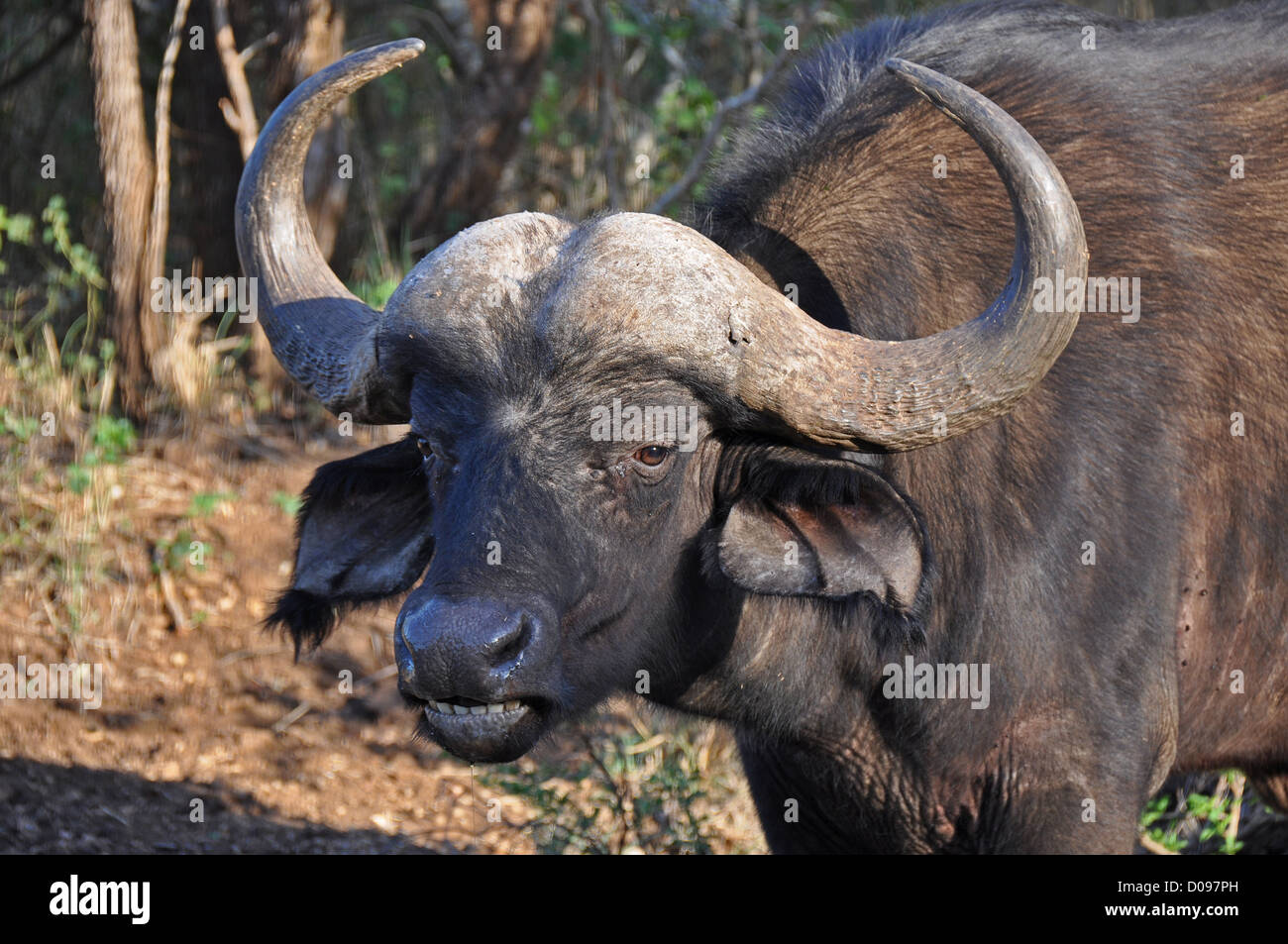 Buffalo in Südafrika Stockfoto