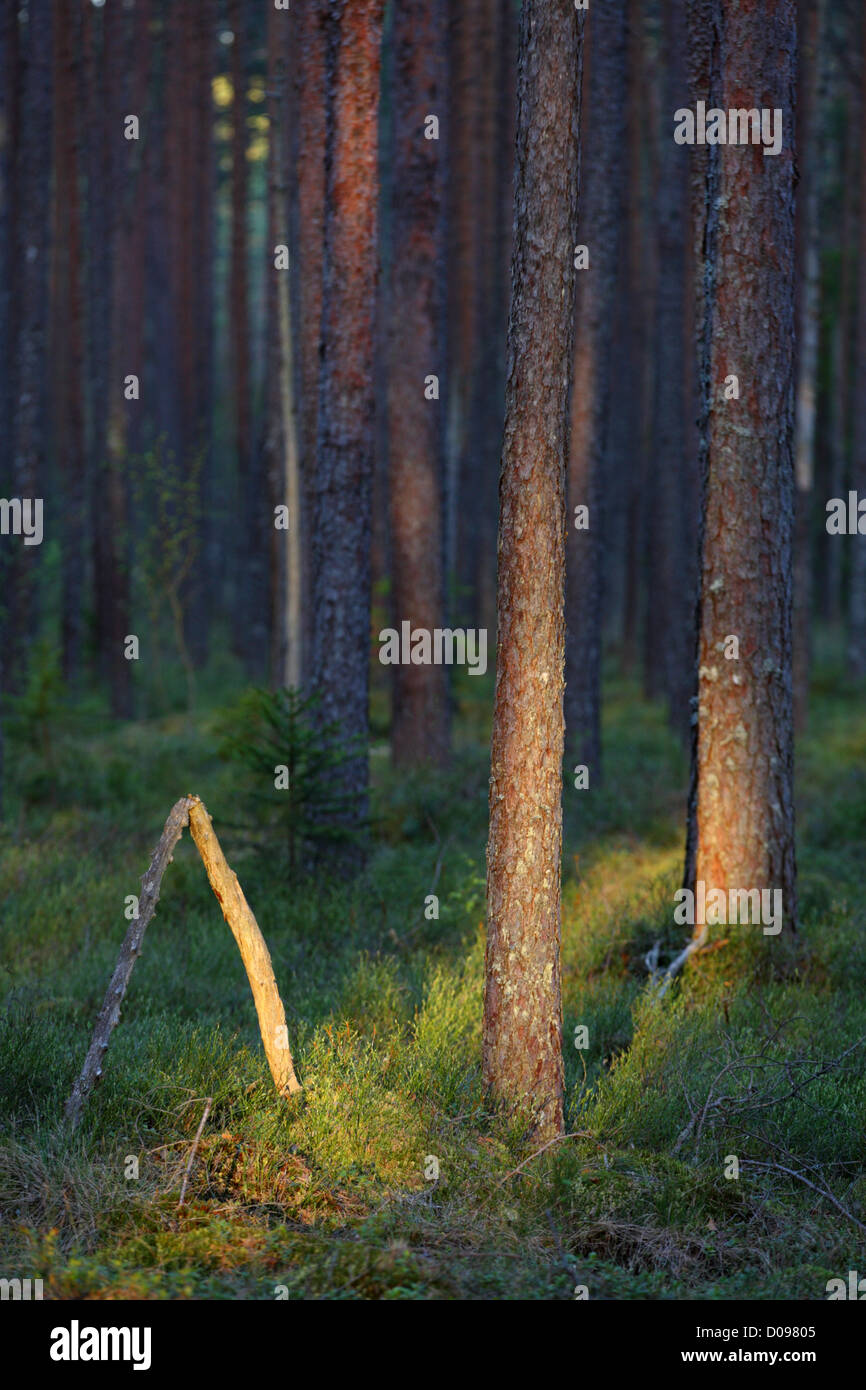 Alte Kiefern Wald, Europa, Estland. Stockfoto