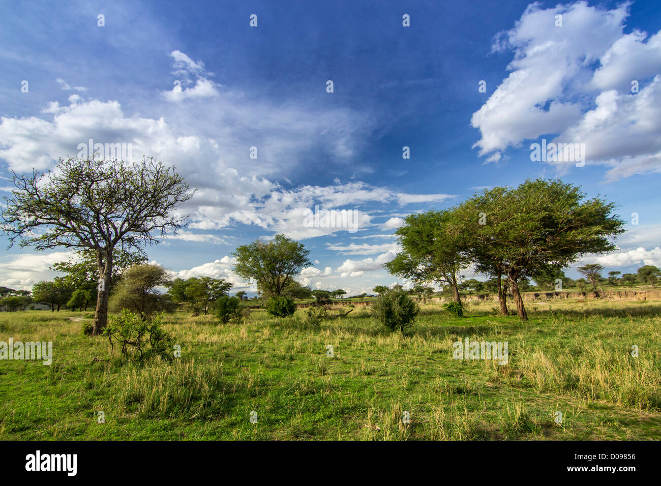 Der Tarangire National Park. Tansania Afrika Stockfoto