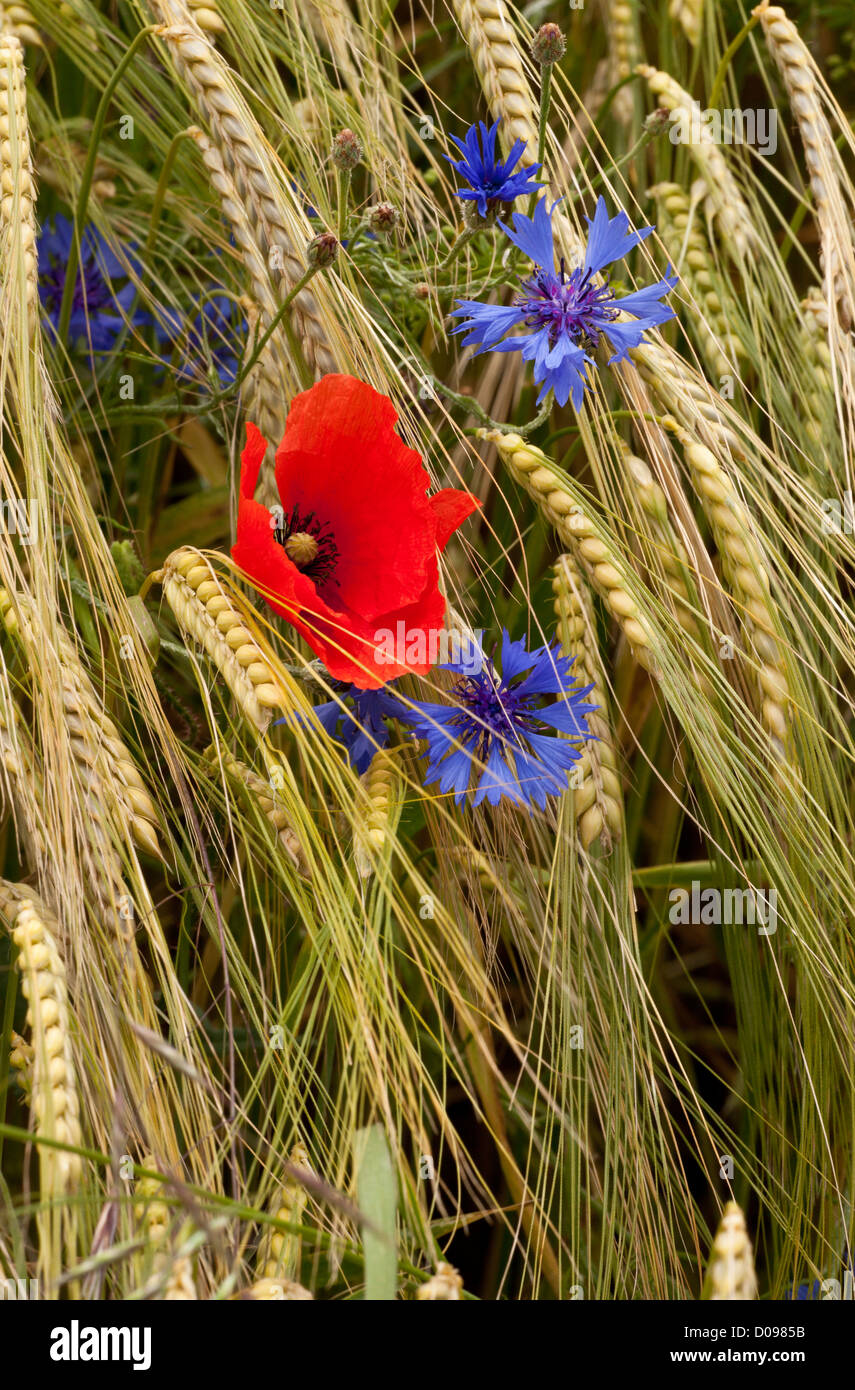Feld, Mohn (Papaver Rhoeas) und Kornblumen (Centaurea Cyanus) im ...